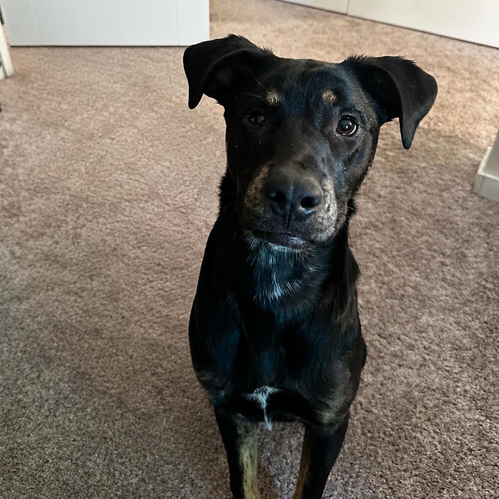 Rocky, a Adoptable mixed breed in Grand Rapids, MI image 2/6