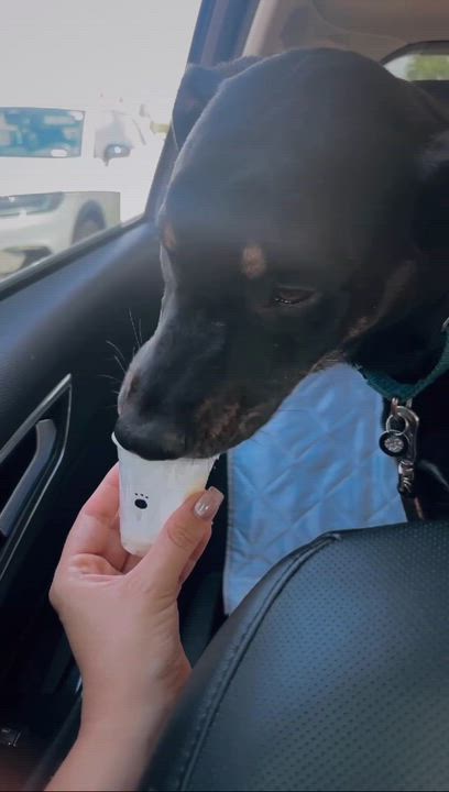 Enlarge Rocky, a Adoptable mixed breed in Grand Rapids, MI video 3/6