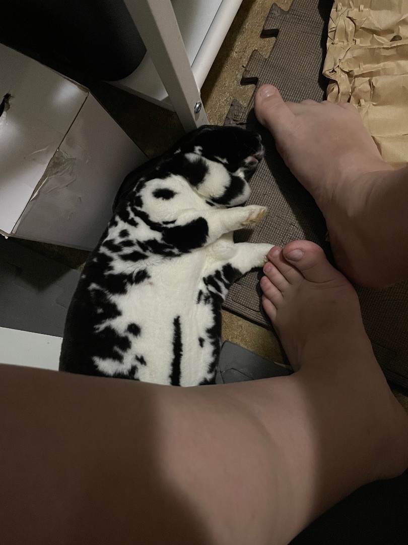 Ophelia, a Adopted Mini Rex in Ottawa, ON image 1/4