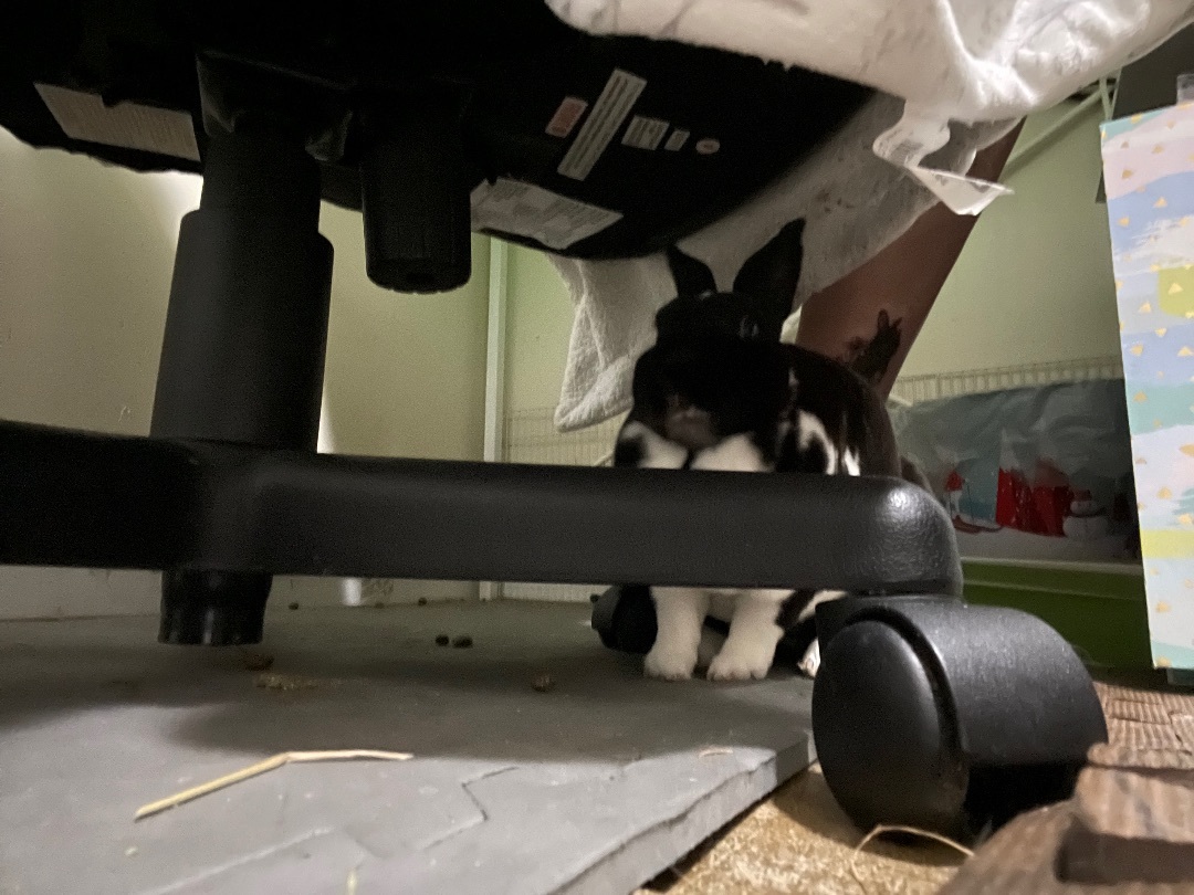 Ophelia, a Adopted Mini Rex in Ottawa, ON image 2/4