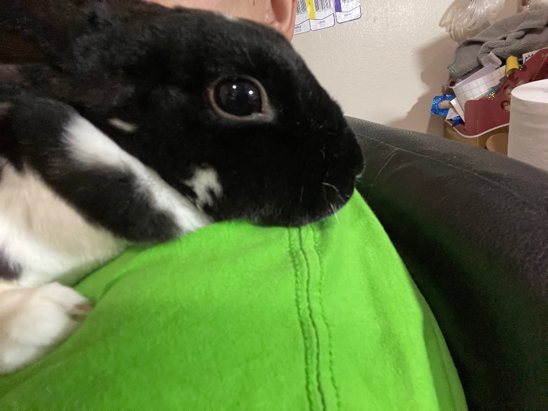 Ophelia, a Adopted Mini Rex in Ottawa, ON image 3/4