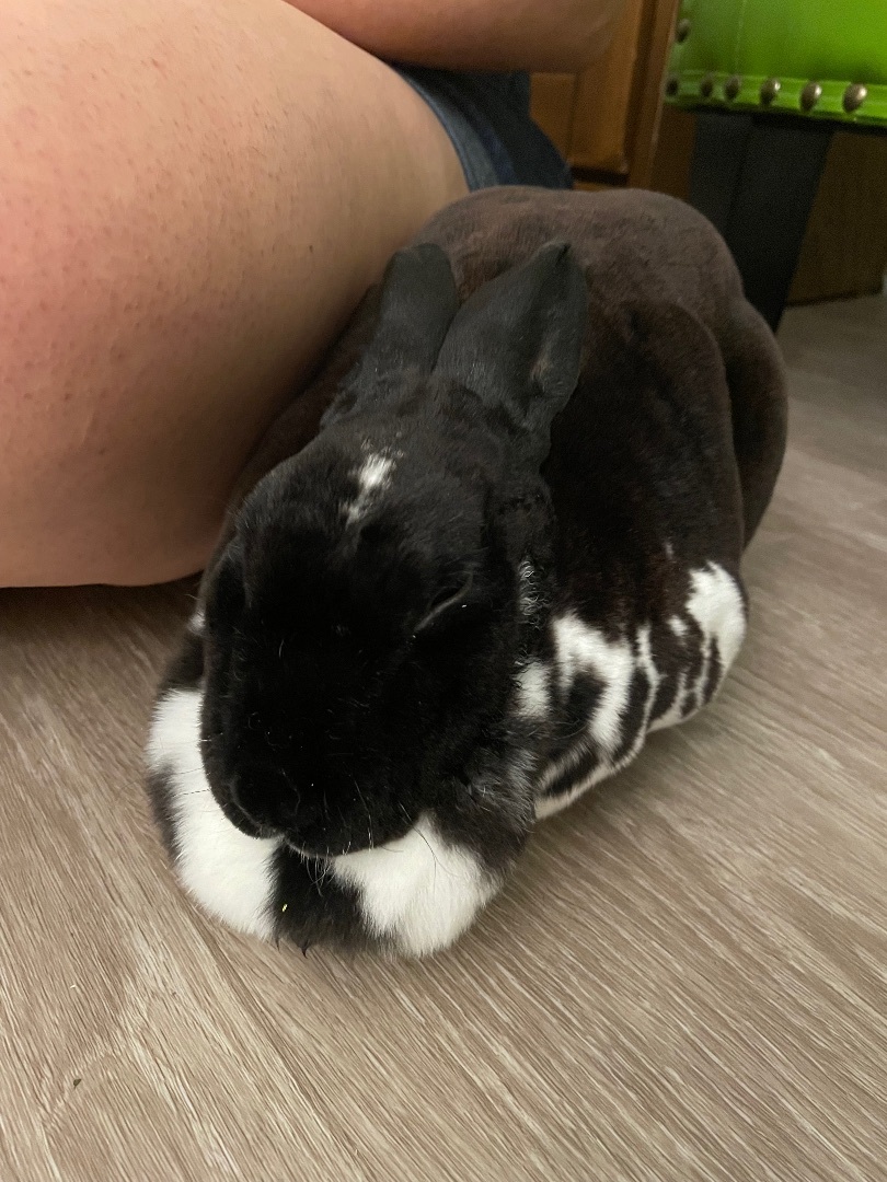 Ophelia, a Adopted Mini Rex in Ottawa, ON image 4/4