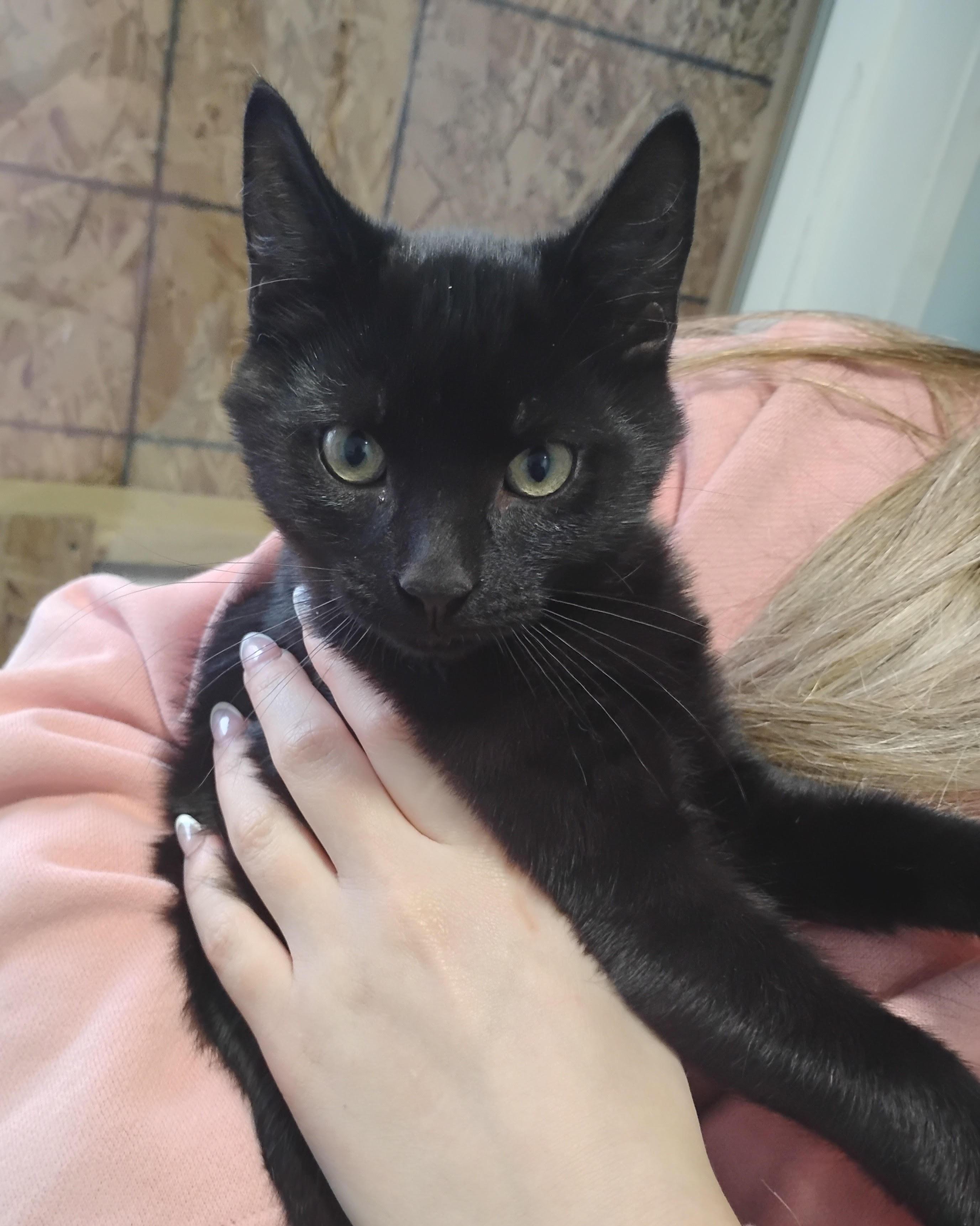 Prince, ADOPTABLE, Young Male Domestic Short Hair.
