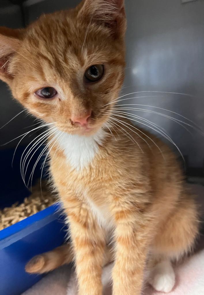 Gucci, a Adoptable mixed breed in Huntington, IN image 1/3