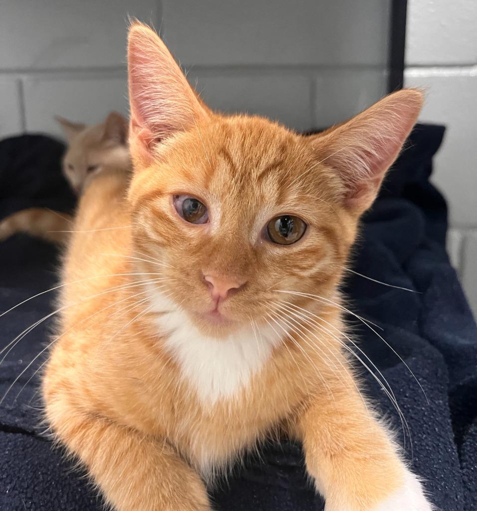 Gucci, a Adoptable mixed breed in Huntington, IN image 2/3