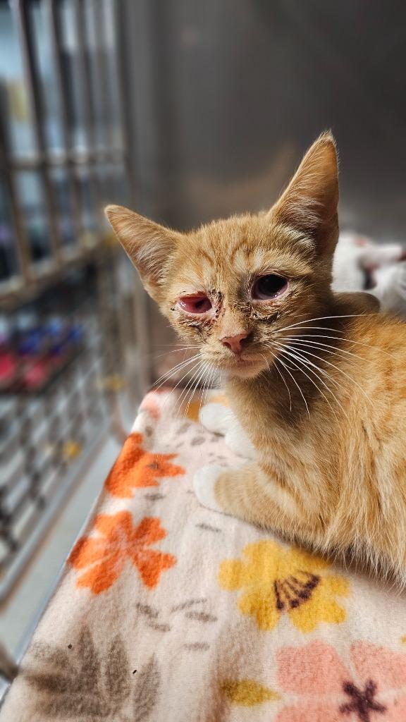 Gucci, a Adoptable mixed breed in Huntington, IN image 3/3