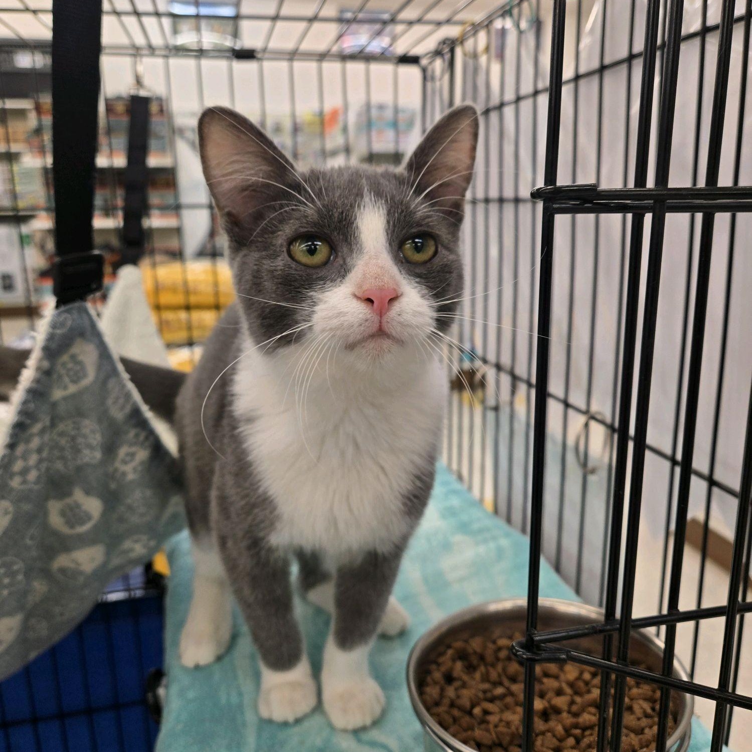 Sour Bill, adopted, Kitten Male Domestic Short Hair.