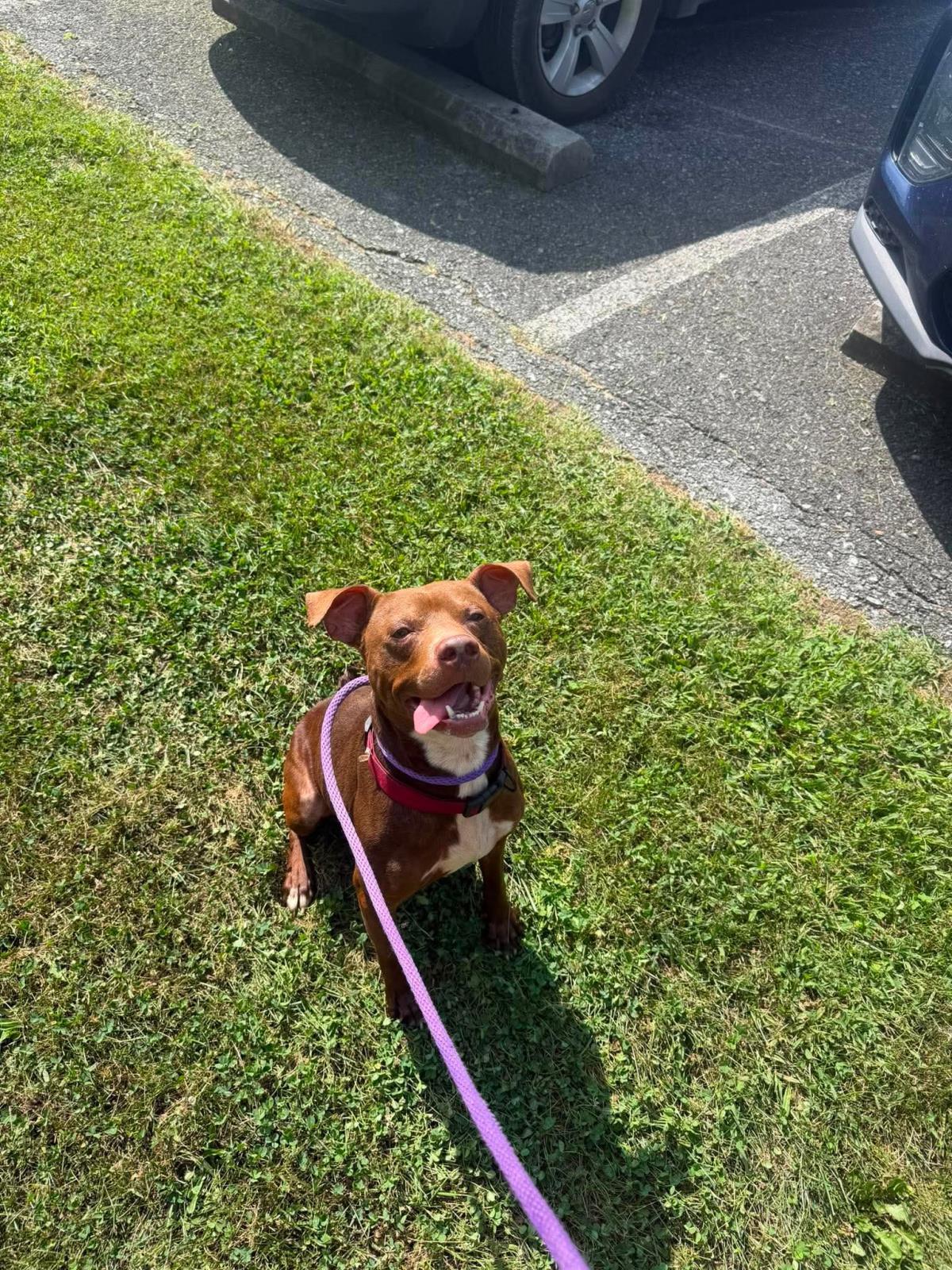 Enlarge Pup, a Adoptable mixed breed in Front Royal, VA image 1/3