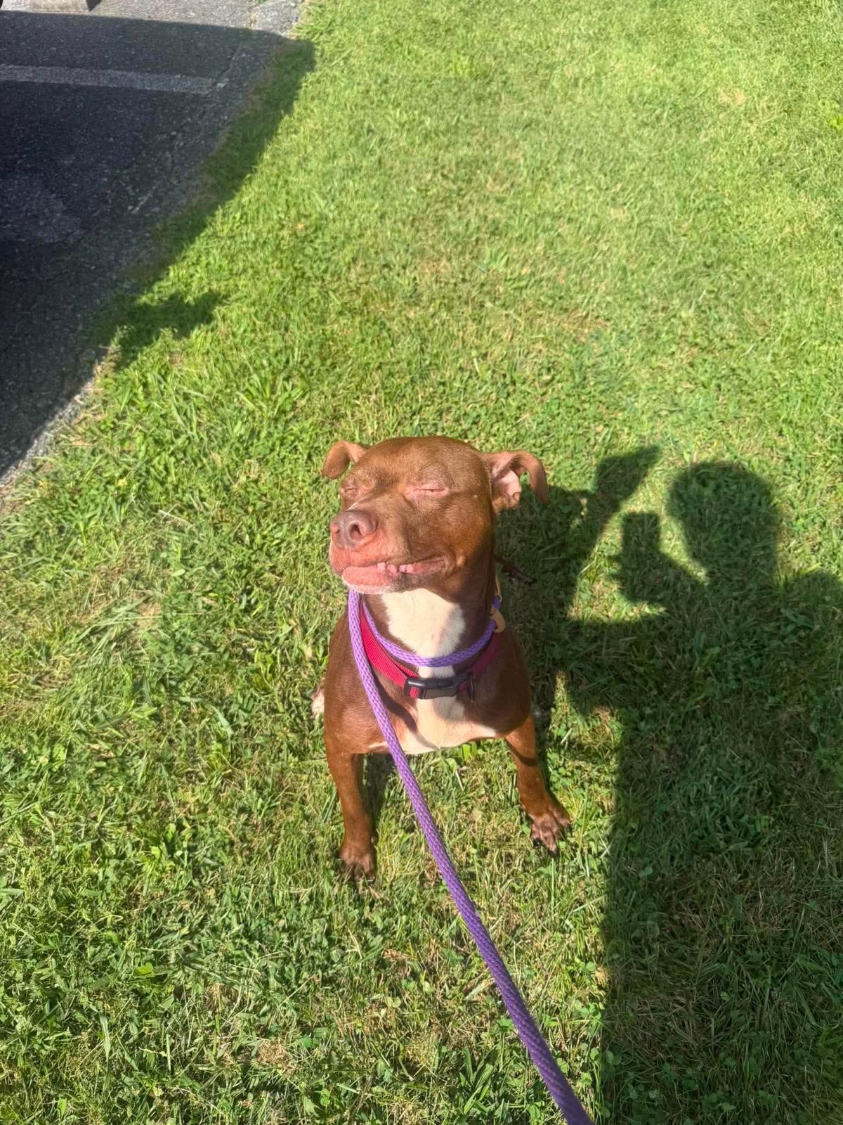 Enlarge Pup, a Adoptable mixed breed in Front Royal, VA image 2/3