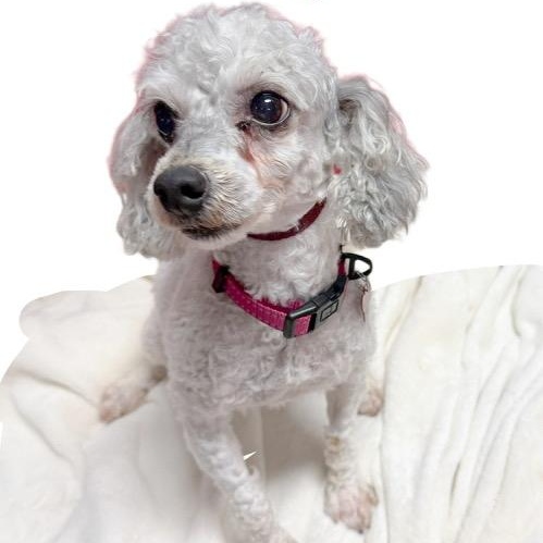 Kashi, adoptable, Adult Female Poodle.