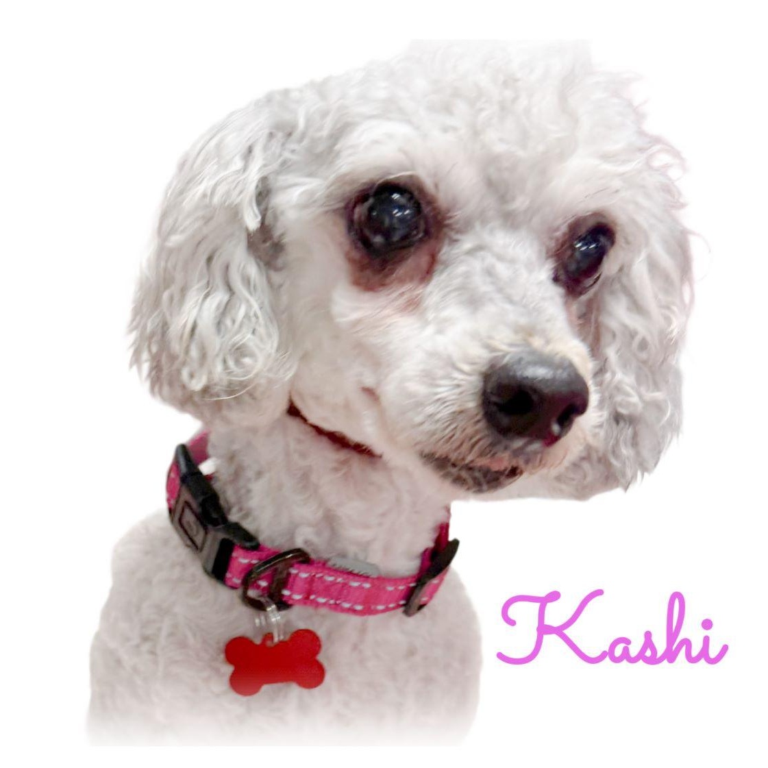 Kashi, an adoptable Poodle in Tulsa, OK image 3/3