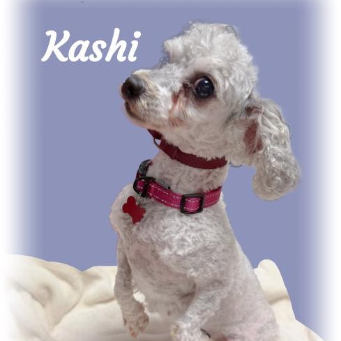 Kashi, an adoptable Poodle in Tulsa, OK image 2/3