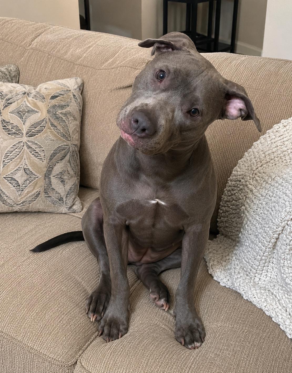 Nova, a ADOPTABLE Pit Bull Terrier in Costa Mesa , CA image 1/3