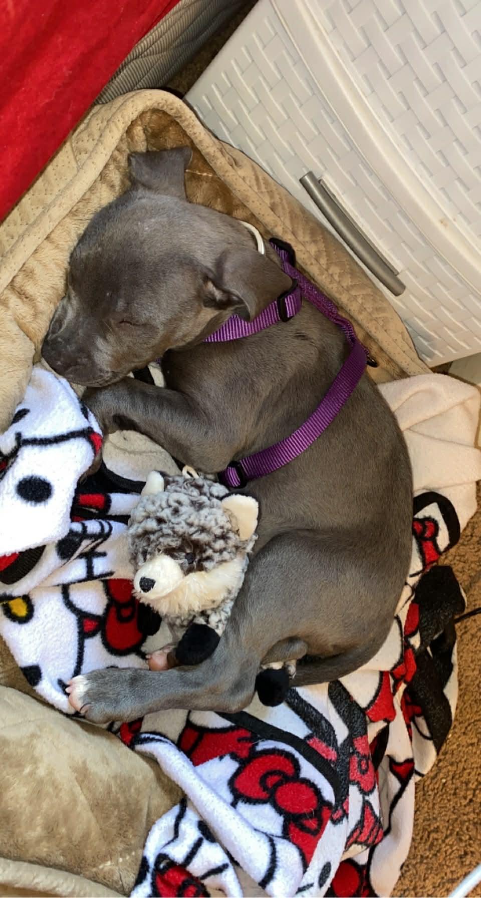 Nova, a ADOPTABLE Pit Bull Terrier in Costa Mesa , CA image 3/3