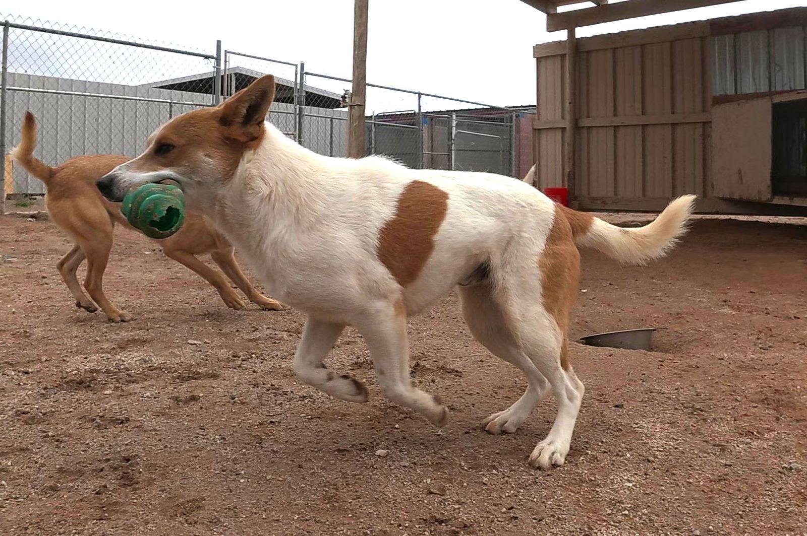 Jager, Adopted, Adult Male Shiba Inu & Jack Russell Terrier.
