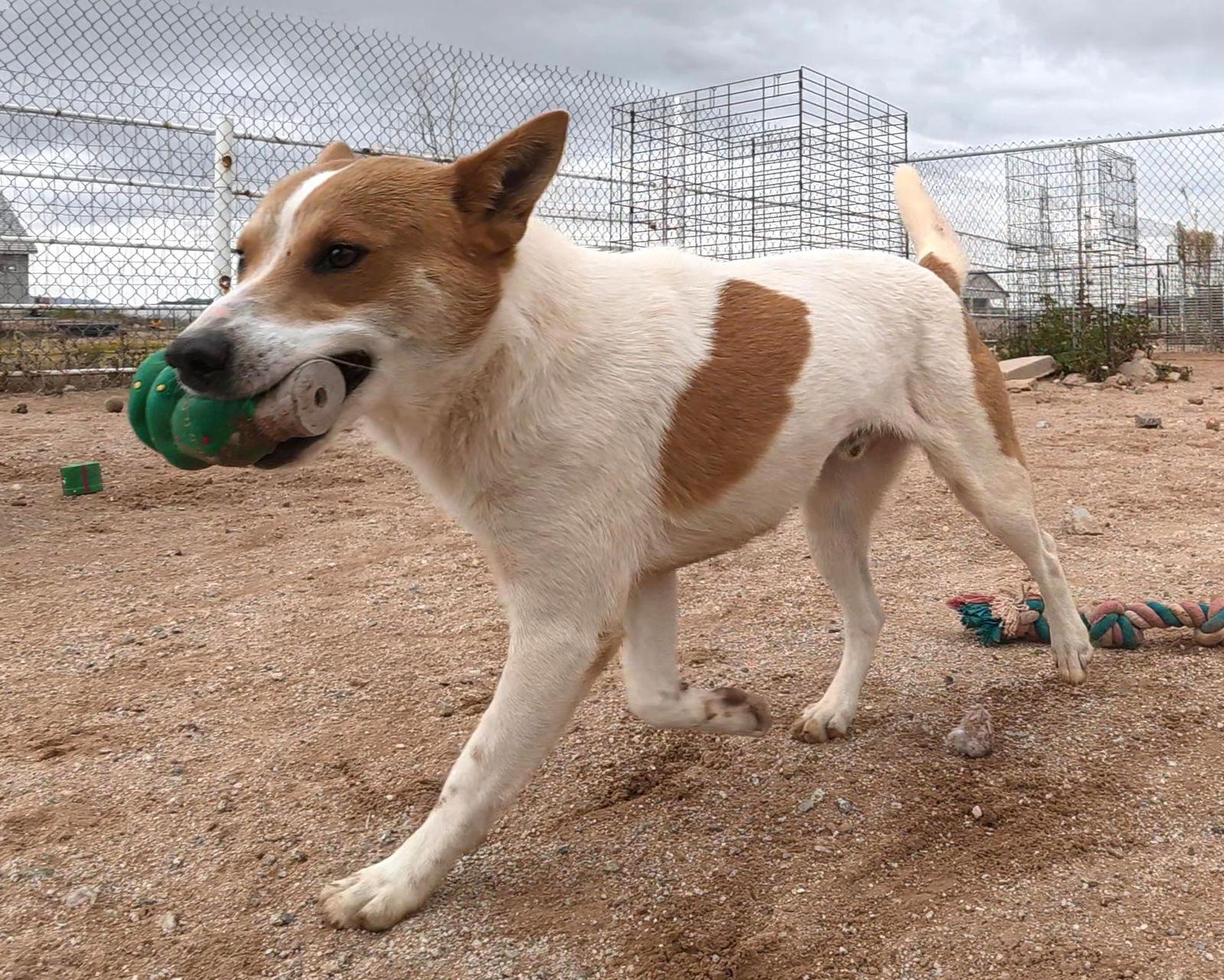 Enlarge Jager, a Adopted mixed breed in Queen Creek, AZ image 2/3