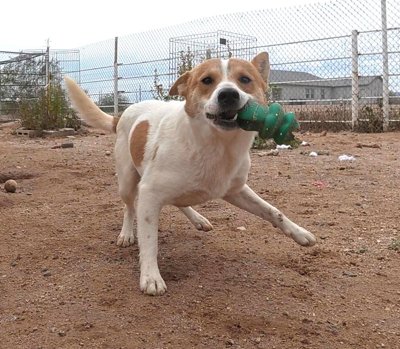 Enlarge Jager, a Adopted mixed breed in Queen Creek, AZ image 3/3