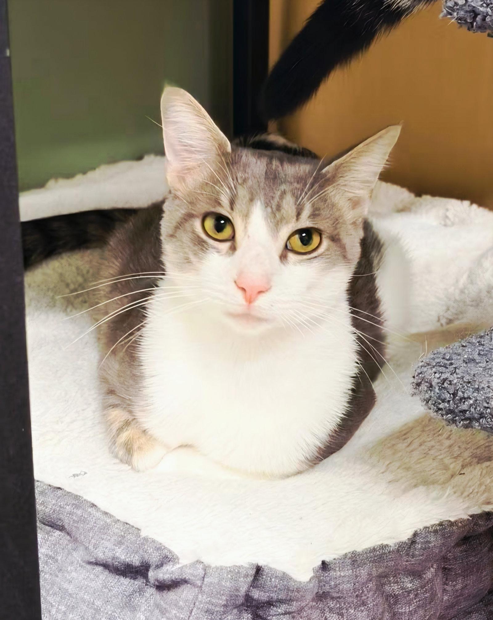 Enlarge Nico @ The Cat's Brew, a Adoptable Domestic Medium Hair in Montello, WI image 2/3