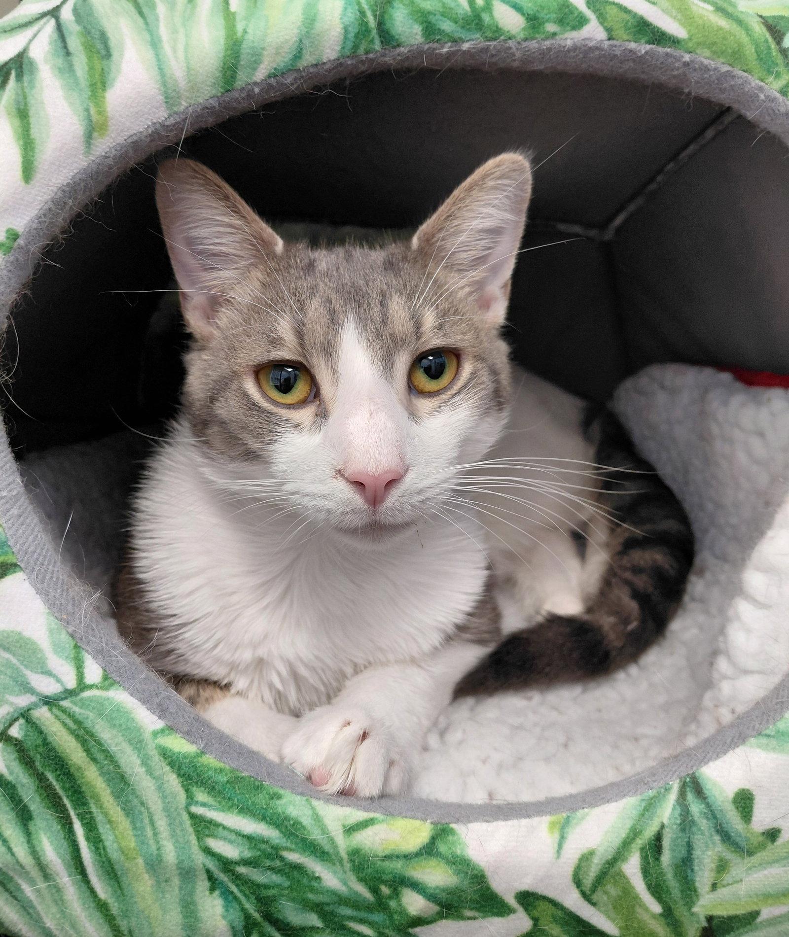 Enlarge Nico @ The Cat's Brew, a Adoptable Domestic Medium Hair in Montello, WI image 3/3