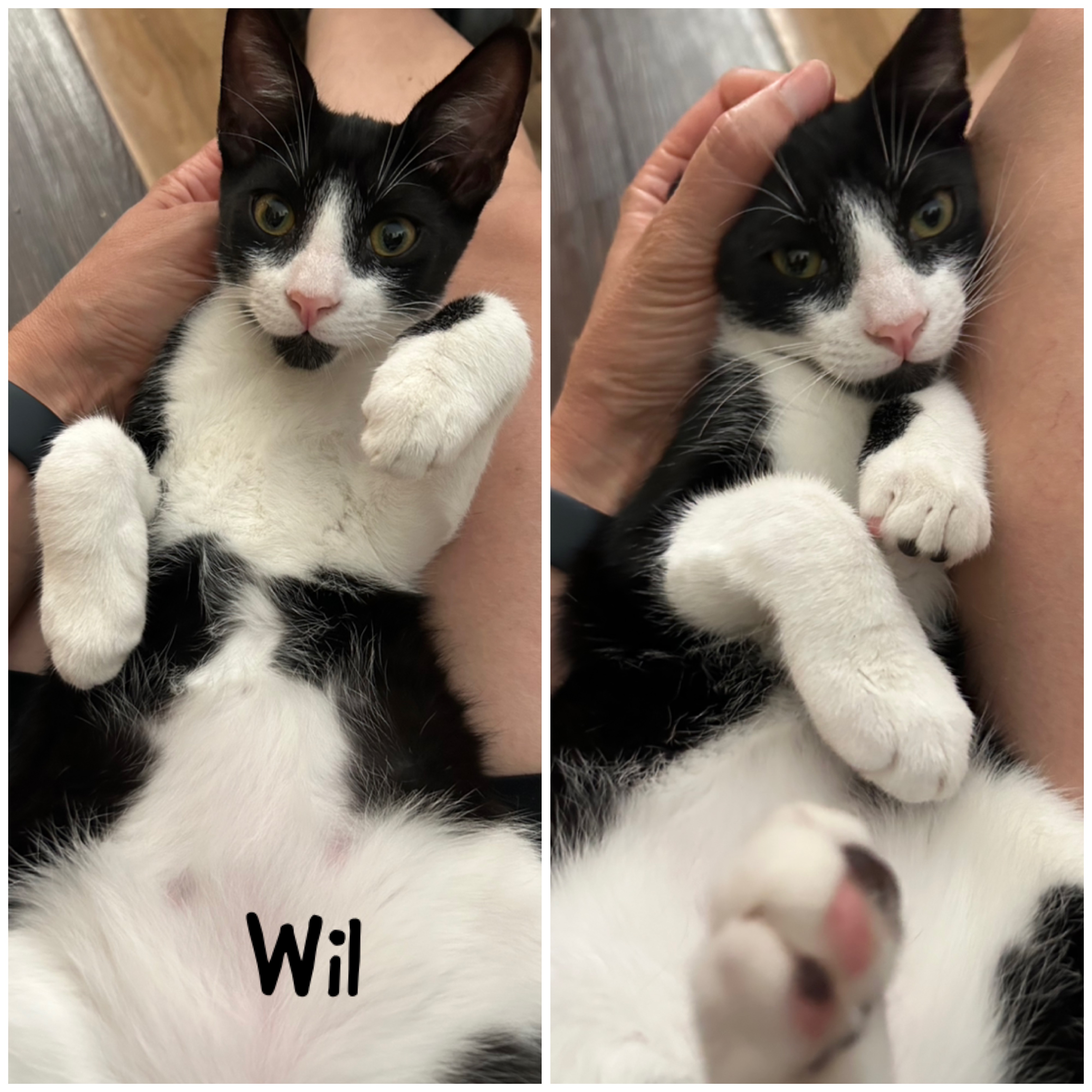Wil, Baby Male Domestic Short Hair