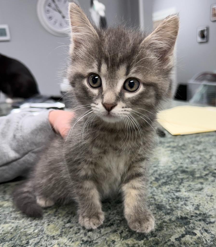 Enlarge The Thing, an adopted mixed breed in Bryan, OH image 1/1