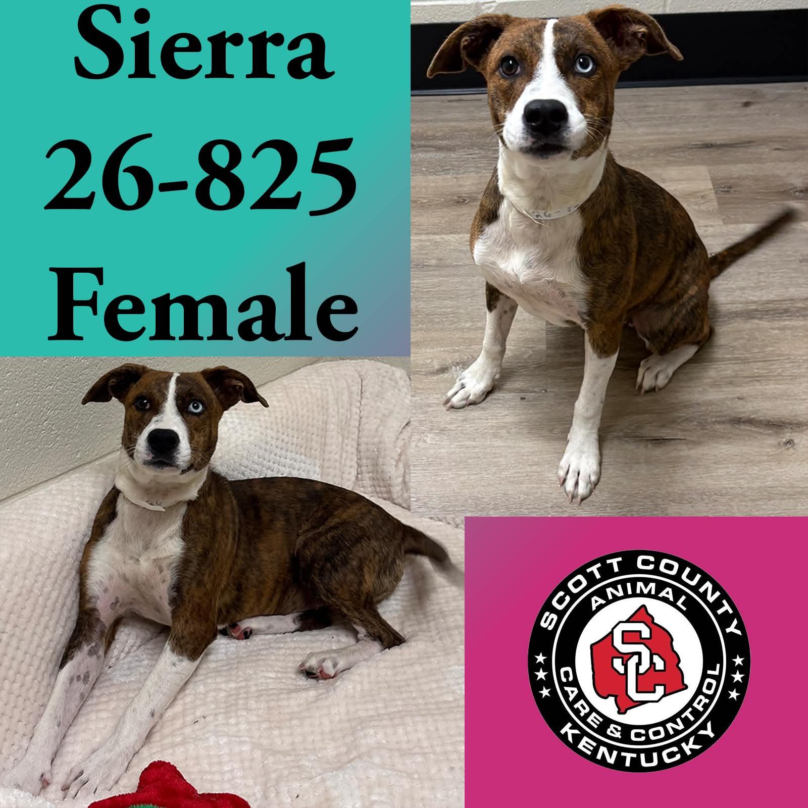 Sierra, Adoptable, Young Female Terrier.