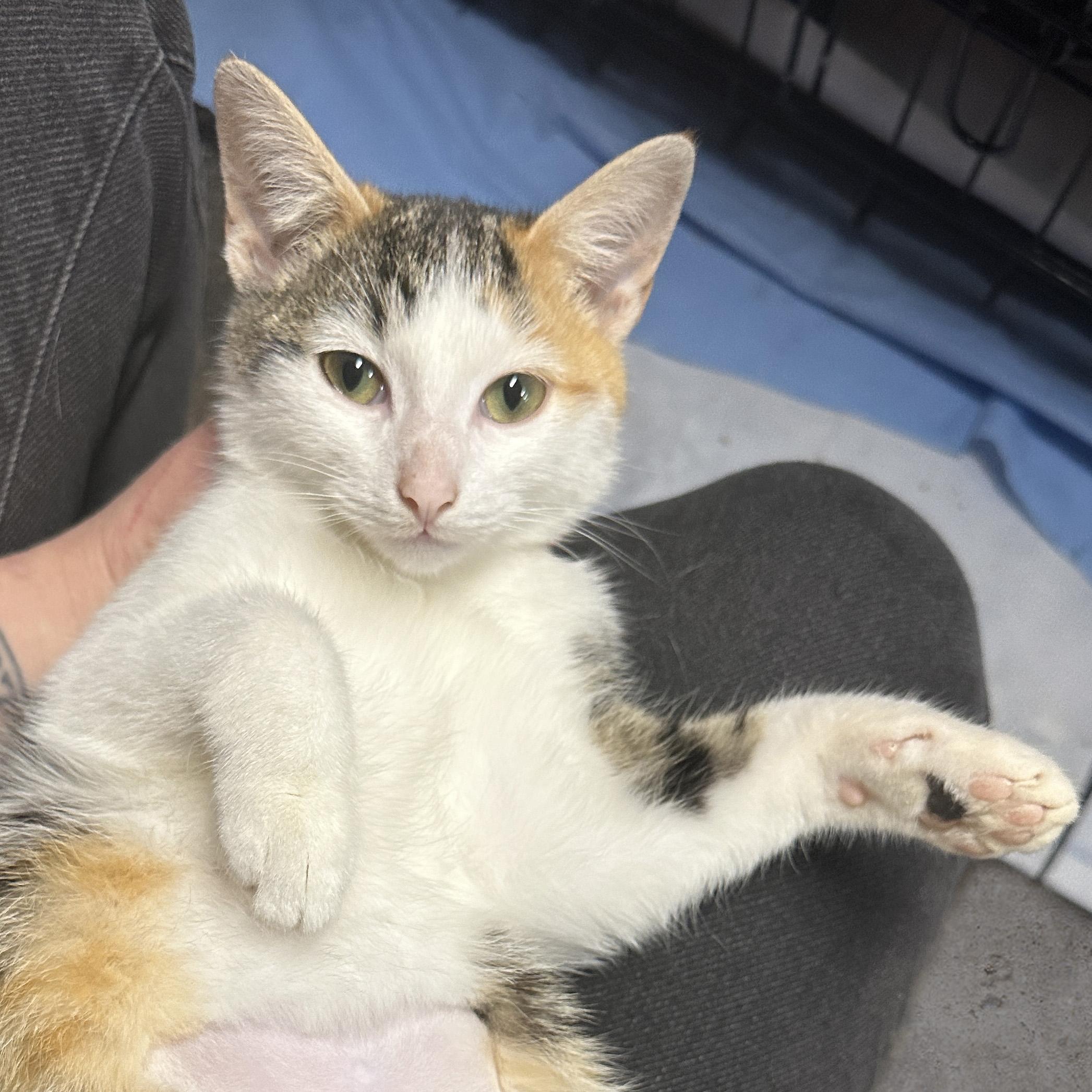 Fairytale, Adoptable, Young Female Domestic Short Hair.