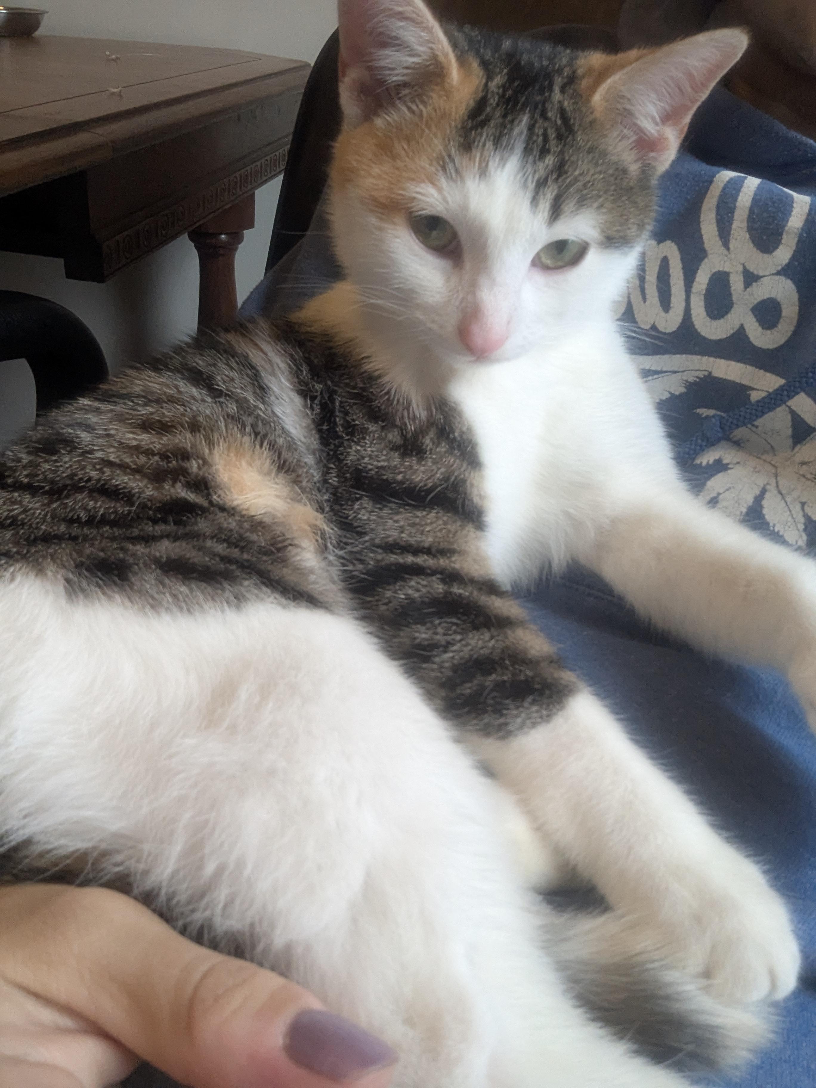 Fairytale, a Adoptable Domestic Short Hair in Milwaukee, WI image 2/5