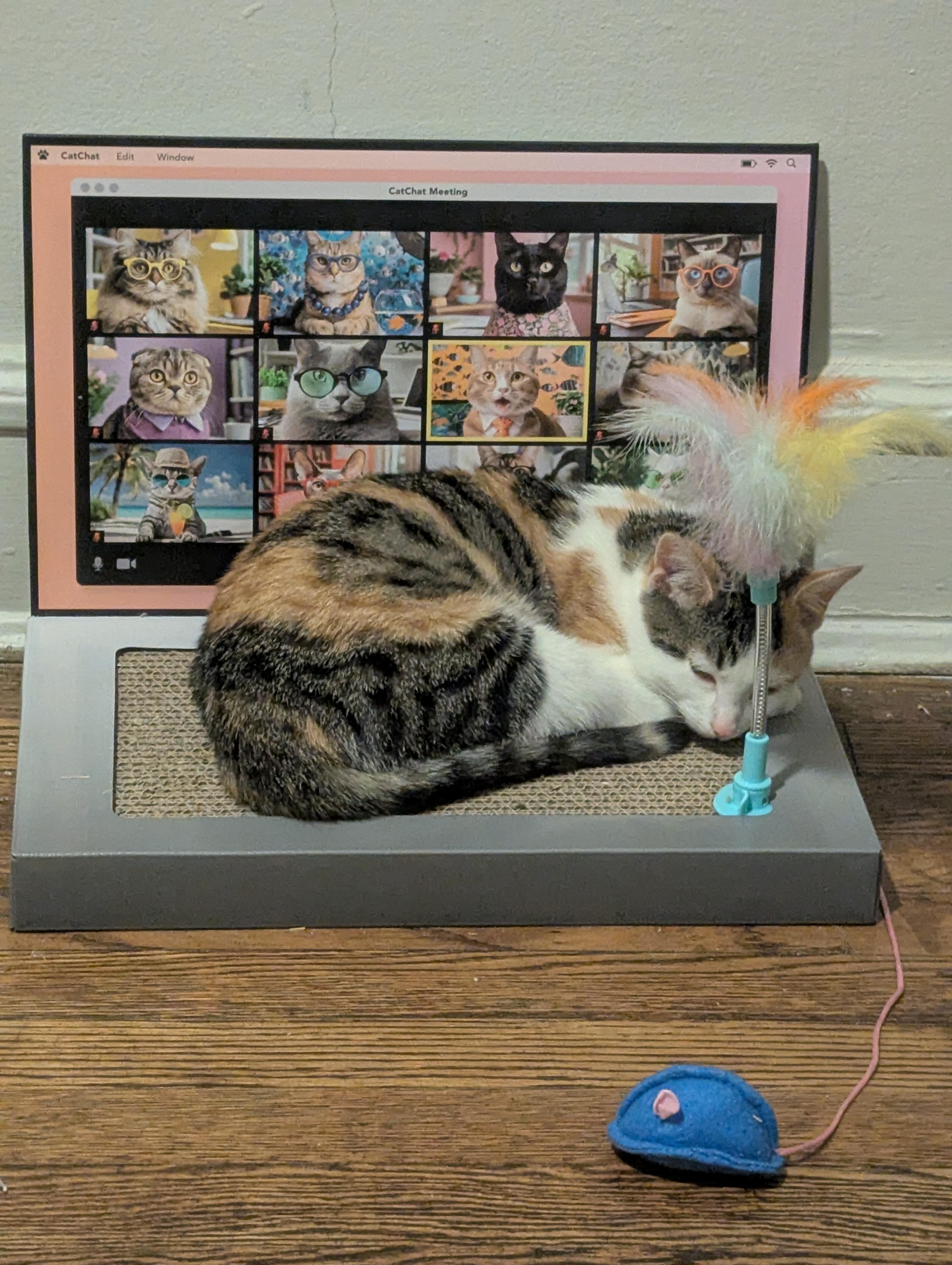 Fairytale, a Adoptable Domestic Short Hair in Milwaukee, WI image 3/5