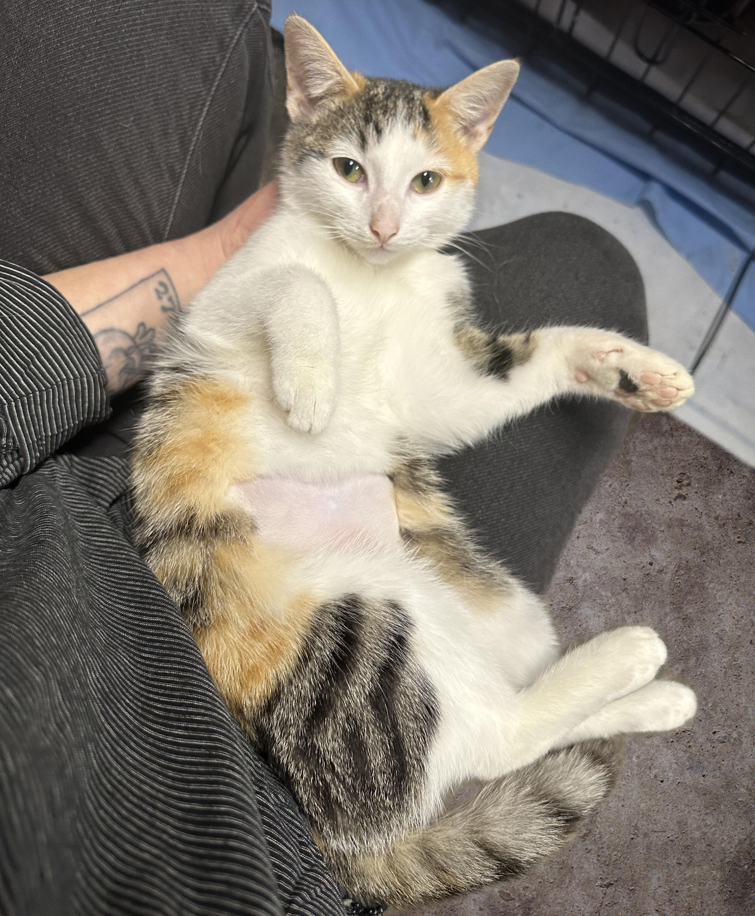 Fairytale, a Adoptable Domestic Short Hair in Milwaukee, WI image 5/5