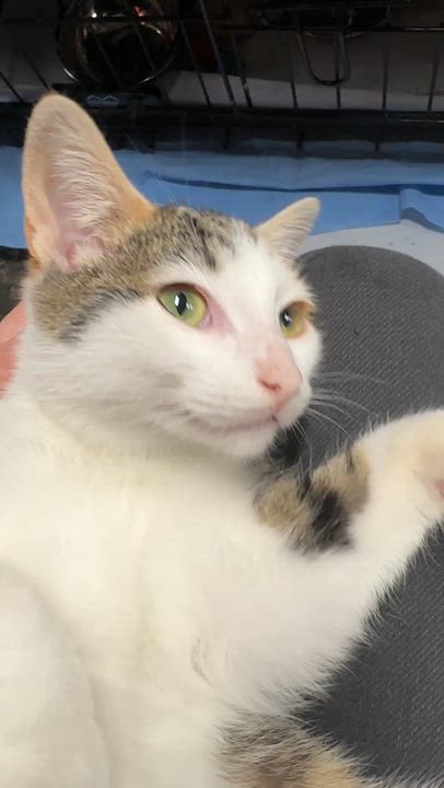 Enlarge Fairytale, a Adoptable Domestic Short Hair in Milwaukee, WI video 4/5