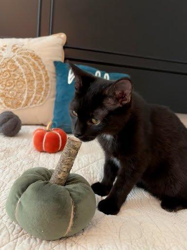 Shenandoah, Adoptable, Kitten Female Domestic Short Hair.