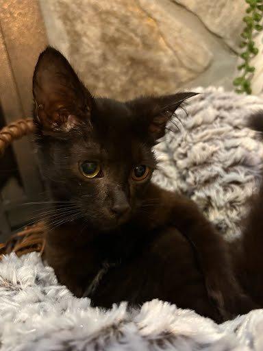 Enlarge Shenandoah, a Adoptable Domestic Short Hair in Raleigh, NC image 2/4