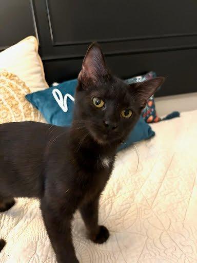 Enlarge Shenandoah, a Adoptable Domestic Short Hair in Raleigh, NC image 3/4