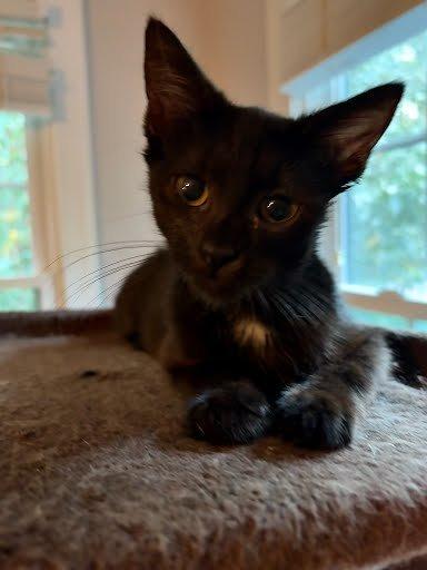 Enlarge Shenandoah, a Adoptable Domestic Short Hair in Raleigh, NC image 4/4