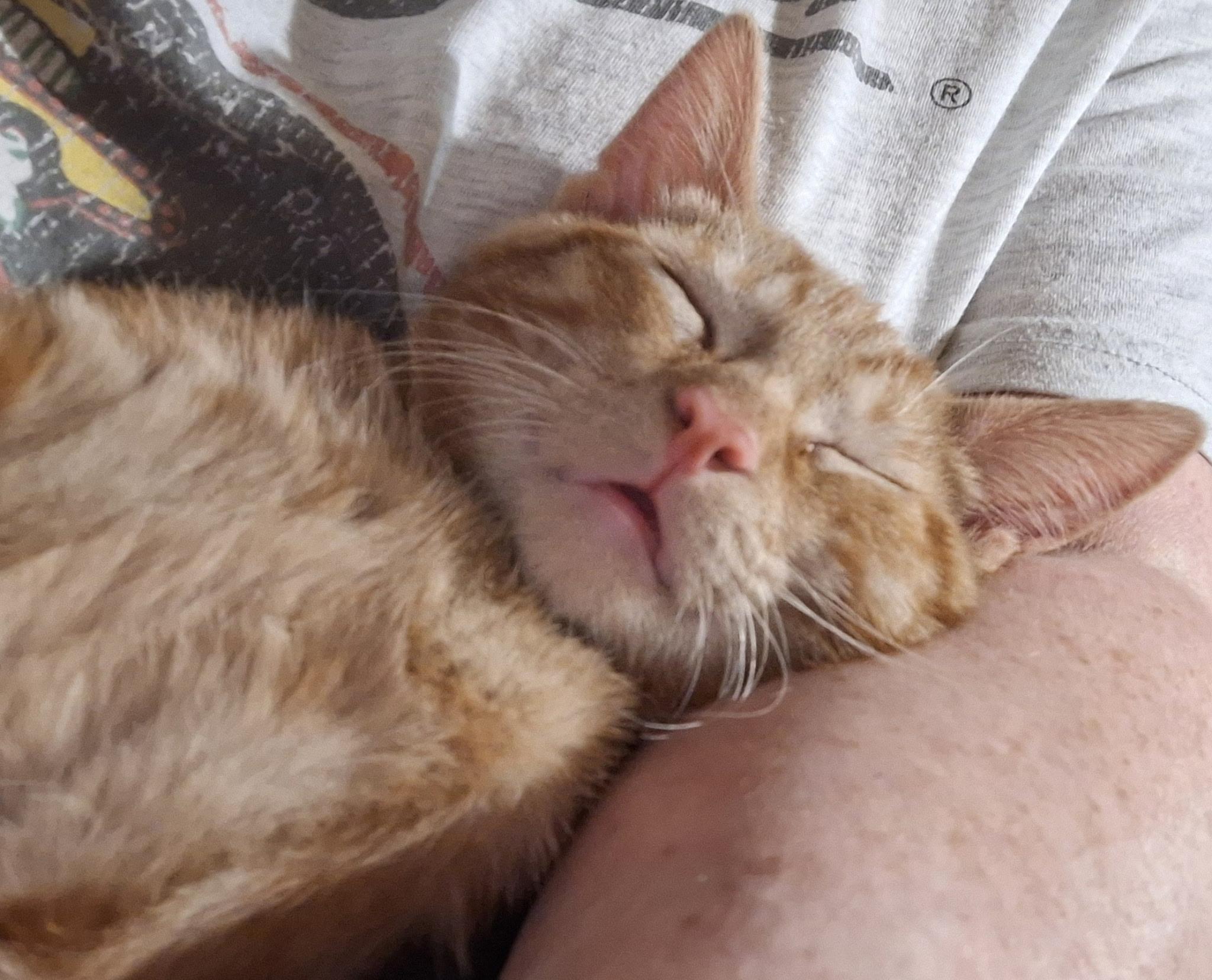 Enlarge Marmalade, a Adoptable mixed breed in Dyer, IN image 1/2