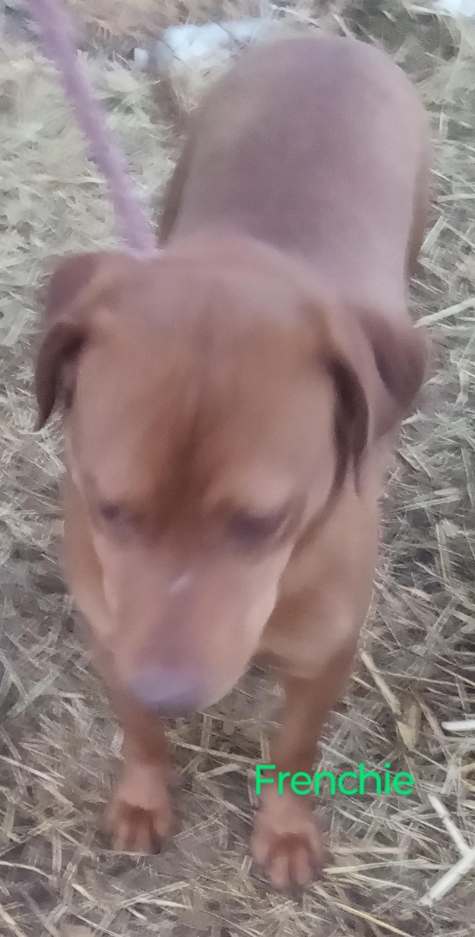 Frenchie, Adoptable, Adult Male Labrador Retriever.