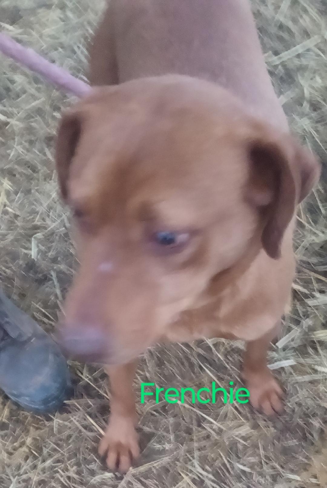 Enlarge Frenchie, a Adoptable mixed breed in Mena, AR image 2/3