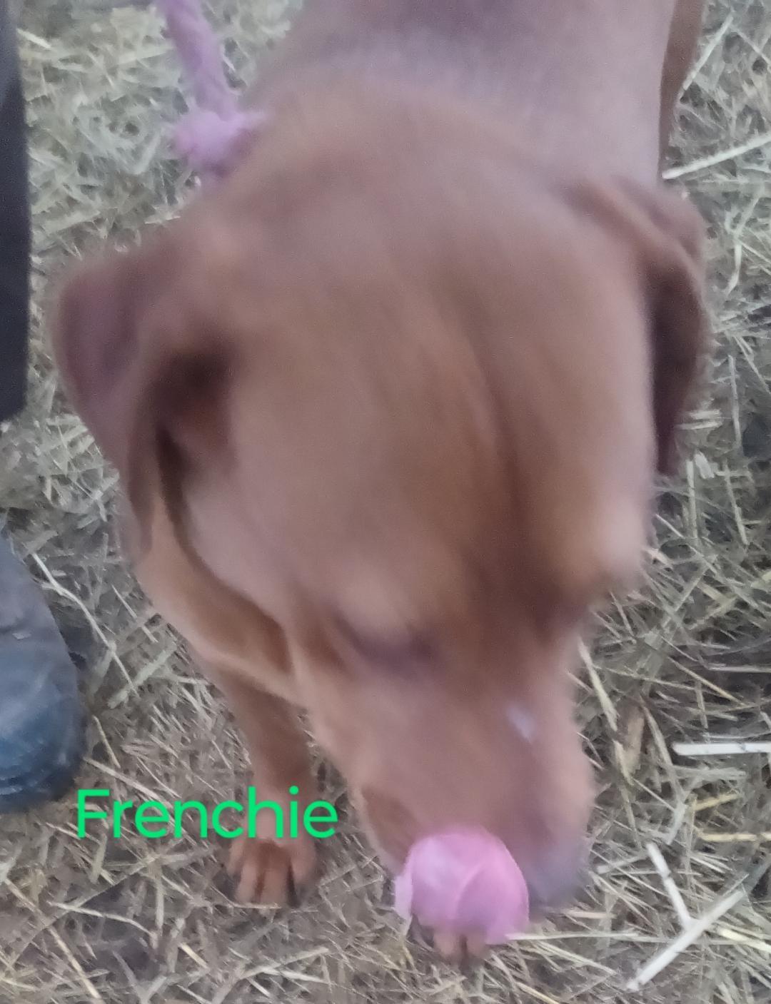 Enlarge Frenchie, a Adoptable mixed breed in Mena, AR image 3/3