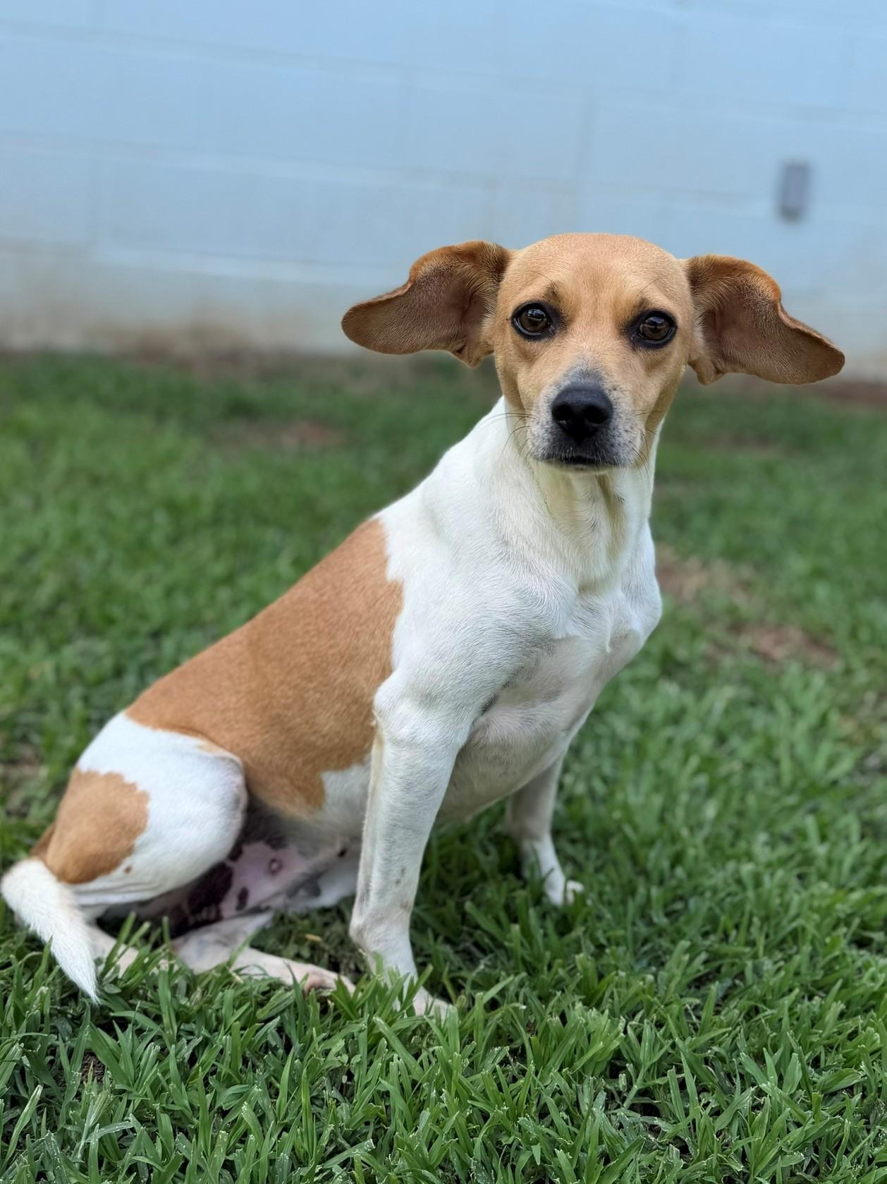 Enlarge Eden, a ADOPTABLE mixed breed in Summerdale, AL image 1/1