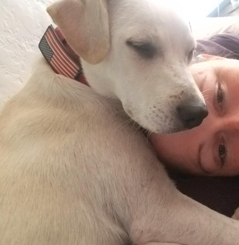 Wubz, Adoptable, Adult Female Labrador Retriever.