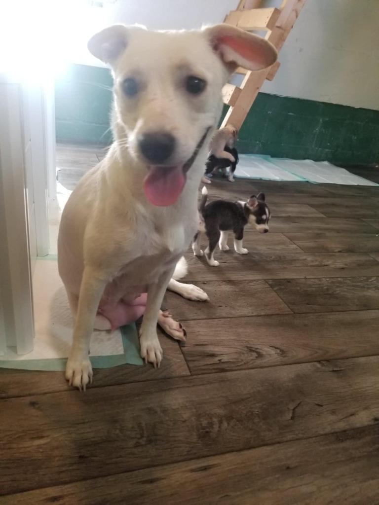 Wubz, a Adoptable mixed breed in Mustang, OK image 2/3