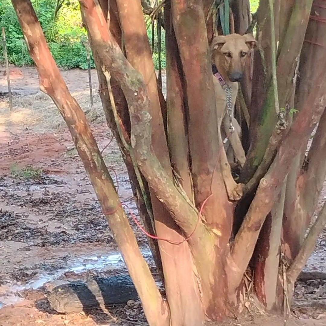 Damon, Adoptable, Young Male Black Mouth Cur & German Shepherd Dog.
