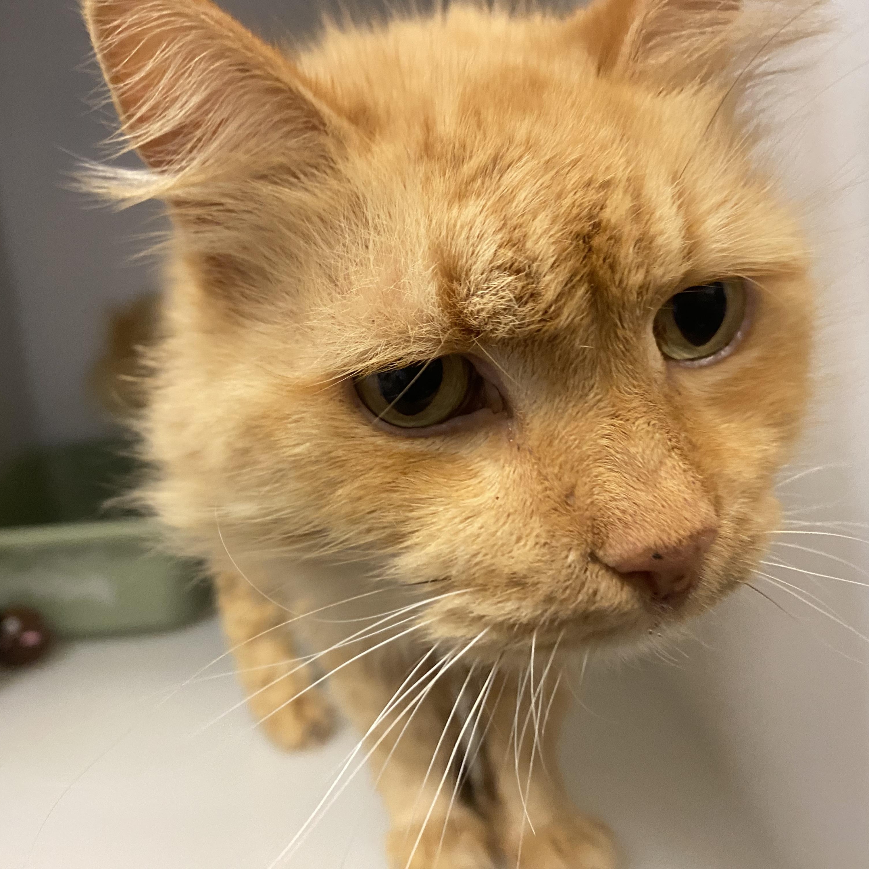 Enlarge Ashton , a ADOPTABLE Domestic Long Hair in King George, VA image 1/4