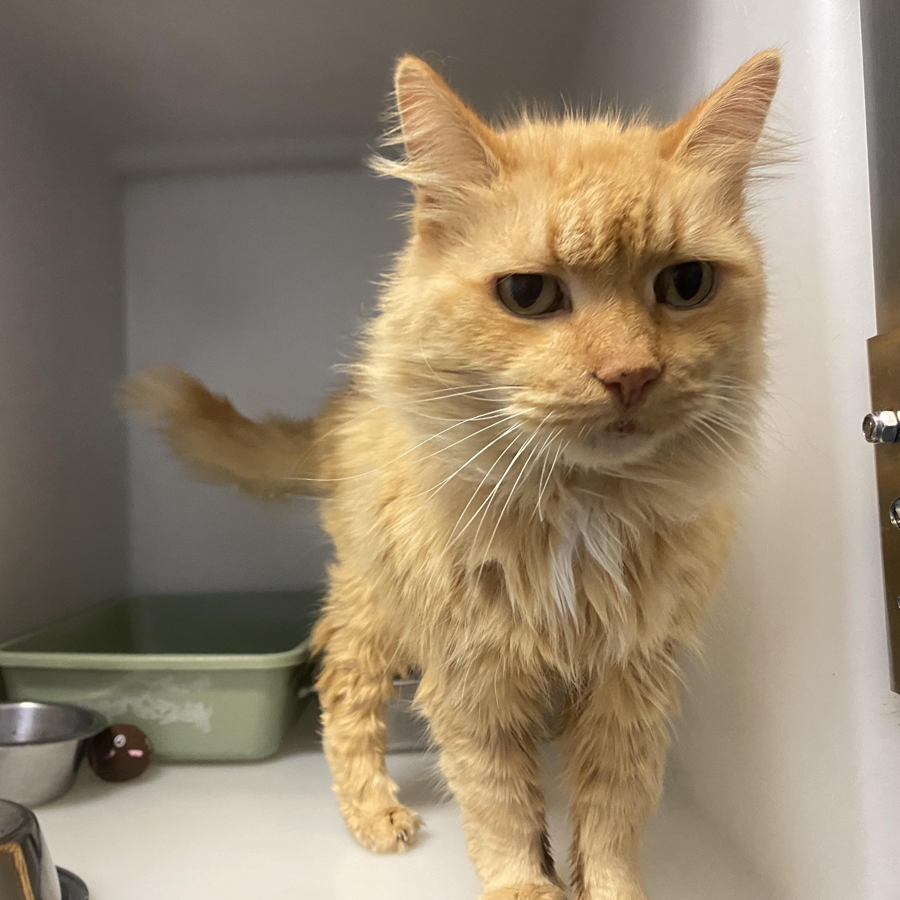 Enlarge Ashton , a ADOPTABLE Domestic Long Hair in King George, VA image 2/4