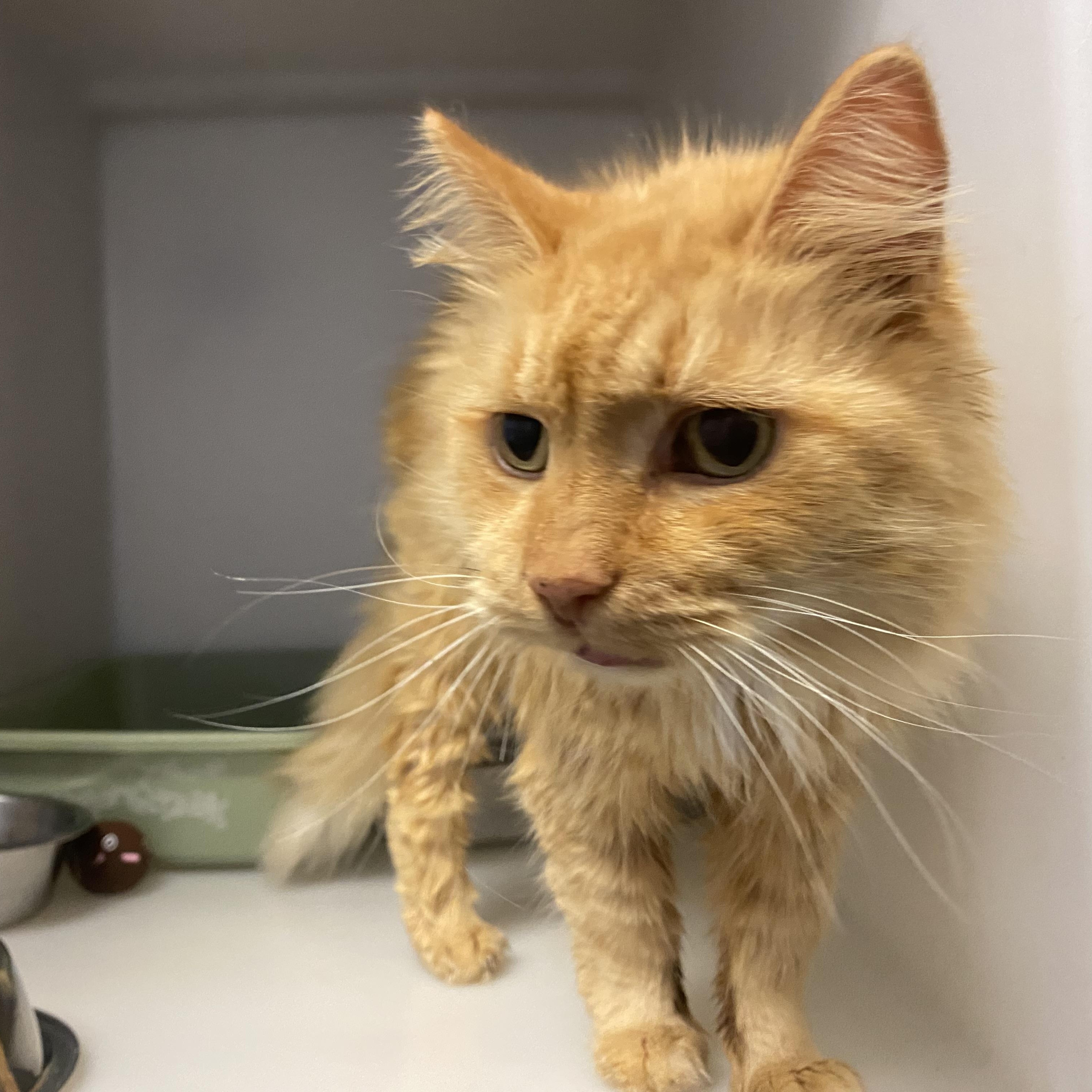 Enlarge Ashton , a ADOPTABLE Domestic Long Hair in King George, VA image 3/4