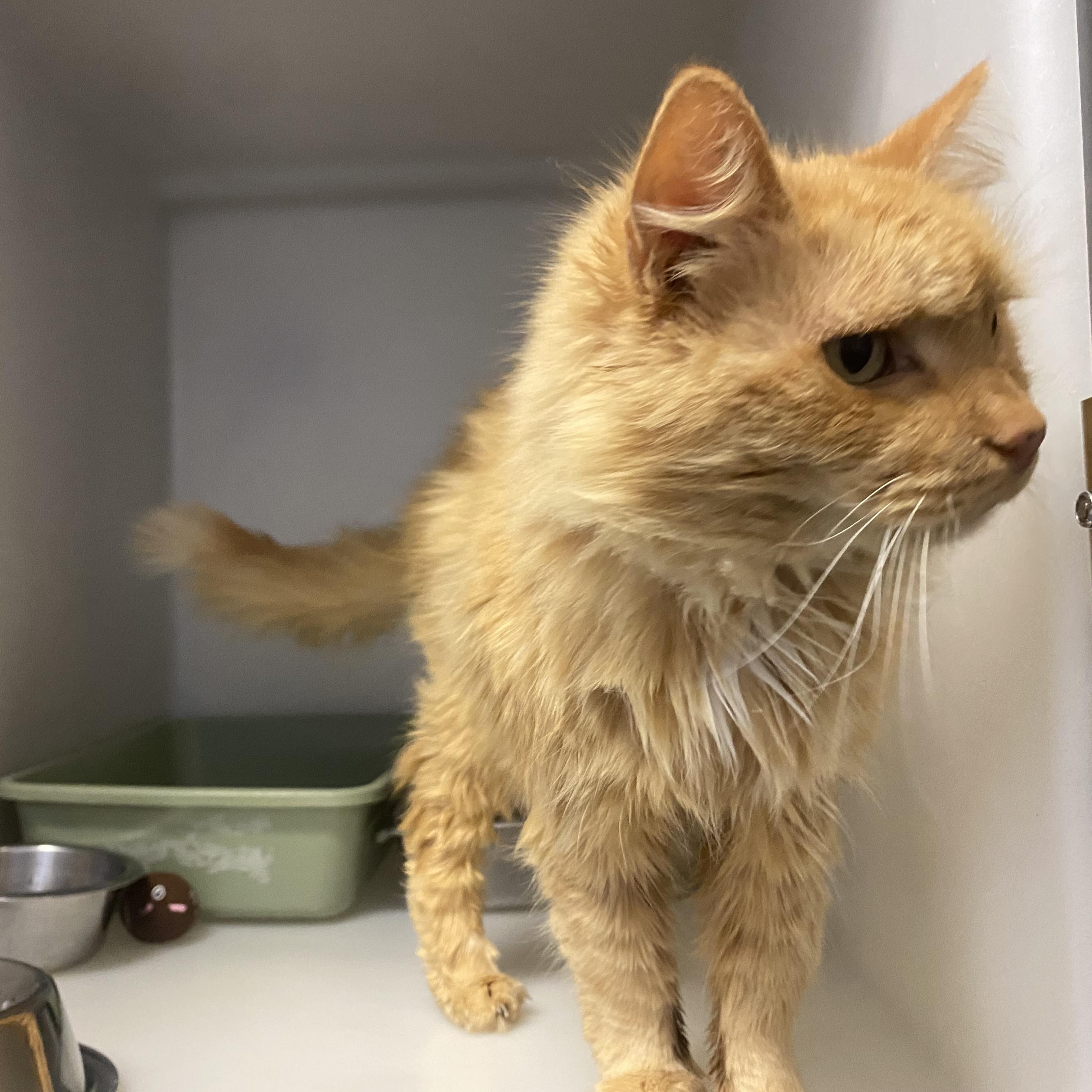 Enlarge Ashton , a ADOPTABLE Domestic Long Hair in King George, VA image 4/4