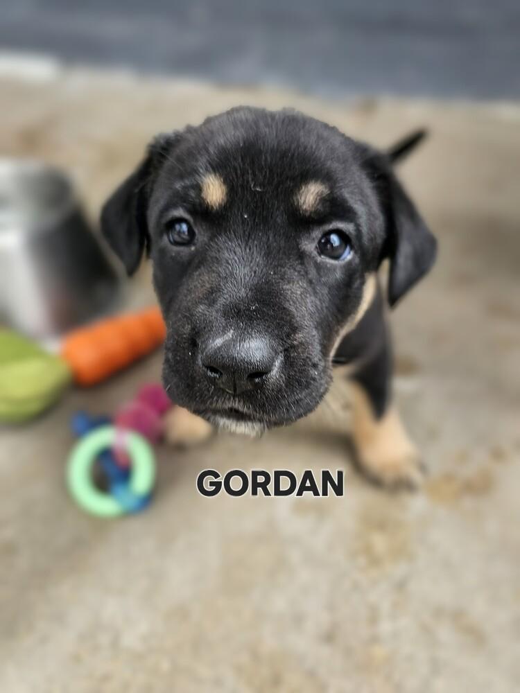 Gordon, Adoptable, Puppy Male Shepherd & Mixed Breed.