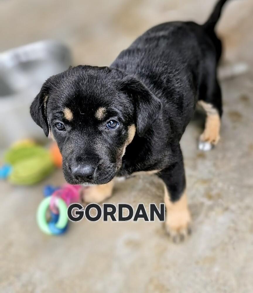 Enlarge Gordon, a Adoptable mixed breed in Evergreen, CO image 3/4