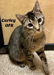 Curley, a Adoptable Domestic Short Hair in Owasso, OK image 1/6